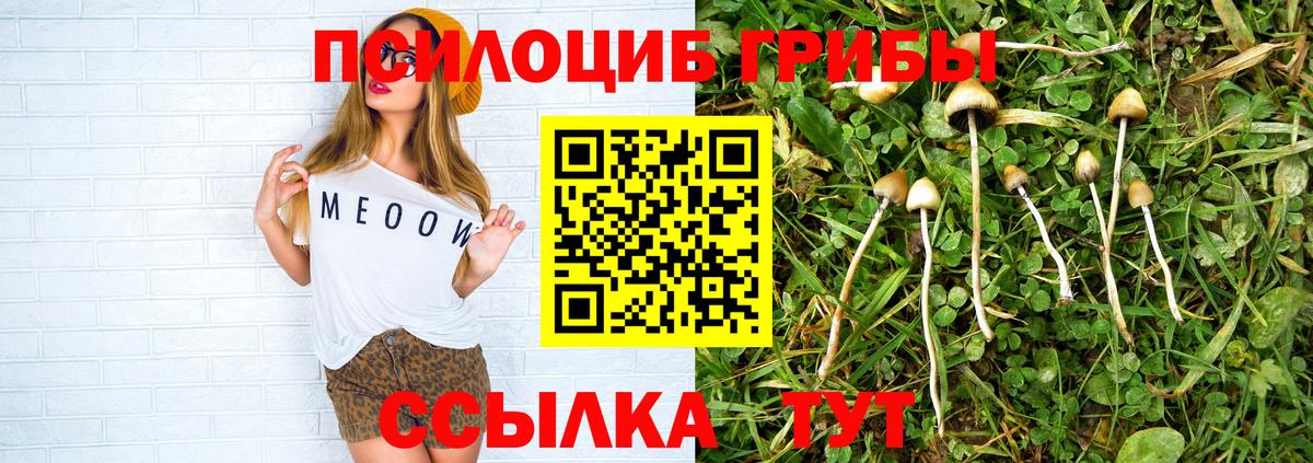 Славгород  Псилоцибиновые грибы прущие грибы  Вход с VPN 